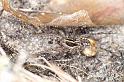 Pardosa_monticola_D2938_Z_85_NP De Hoge Veluwe_Nederland